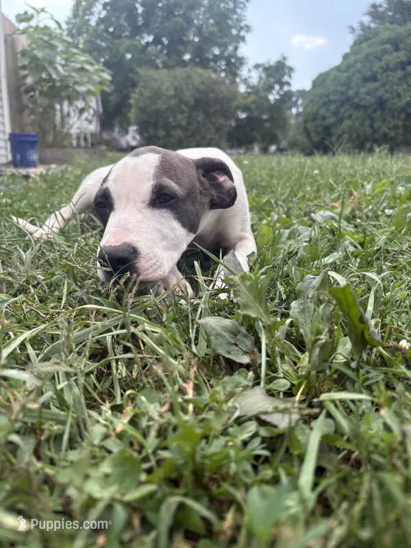 Circe – American Staffordshire Terrier, American Pit Bull Terrier puppy for sale in Columbus, OH