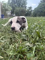 Circe, a female American Staffordshire Terrier and American Pit Bull Terrier for sale in Columbus, OH – 1 of 4