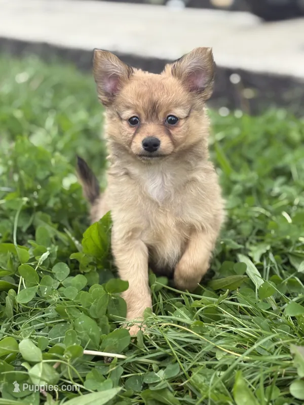 Pom Pom – Chihuahua, Pomeranian puppy for sale in Columbus, OH