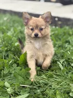 Pom Pom, a female Chihuahua and Pomeranian for sale in Columbus, OH – 1 of 5