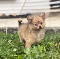 Pom Pom, a female Chihuahua and Pomeranian for sale in Columbus, OH – 2 of 5