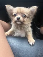 Pom Pom, a female Chihuahua and Pomeranian for sale in Columbus, OH – 5 of 5