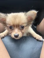 Pom Pom, a female Chihuahua and Pomeranian for sale in Columbus, OH – 4 of 5