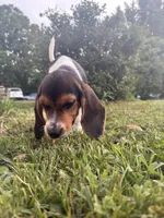 bagel, a male Beagle for sale in Columbus, OH – 4 of 5