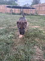 Ody, a male German Shepherd Dog for sale in Columbus, OH – 4 of 5