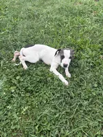 Circe, a female American Staffordshire Terrier and American Pit Bull Terrier for sale in Columbus, OH – 3 of 4
