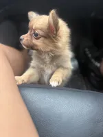 Pom Pom, a female Chihuahua and Pomeranian for sale in Columbus, OH – 3 of 5