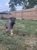 Ody, a male German Shepherd Dog for sale in Columbus, OH – 5 of 5