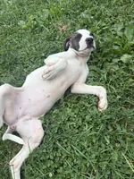 Circe, a female American Staffordshire Terrier and American Pit Bull Terrier for sale in Columbus, OH – 4 of 4