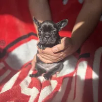 Iris, a female French Bulldog for sale in Columbus, OH – Photo 5 of 6