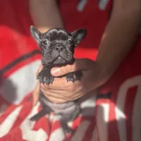 Iris, a female French Bulldog for sale in Columbus, OH – Photo 1 of 6