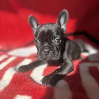 Iris, a female French Bulldog for sale in Columbus, OH – Photo 6 of 6