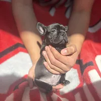 Iris, a female French Bulldog for sale in Columbus, OH – Photo 2 of 6