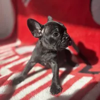 Iris, a female French Bulldog for sale in Columbus, OH – Photo 4 of 6