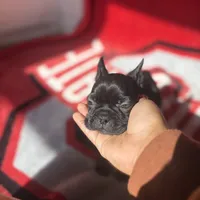 Iris, a female French Bulldog for sale in Columbus, OH – Photo 3 of 6