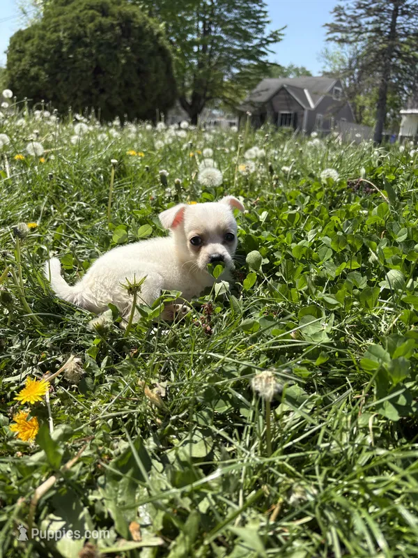 Coconut – Chihuahua puppy for sale in Columbus, OH