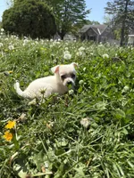 Coconut, a female Chihuahua for sale in Columbus, OH – Photo 1 of 5