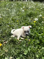 Coconut, a female Chihuahua for sale in Columbus, OH – Photo 5 of 5
