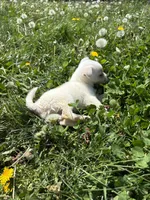 Coconut, a female Chihuahua for sale in Columbus, OH – Photo 4 of 5