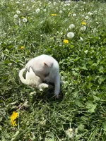 Coconut, a female Chihuahua for sale in Columbus, OH – Photo 3 of 5