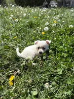 Coconut, a female Chihuahua for sale in Columbus, OH – Photo 2 of 5