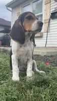 bagel, a male Beagle for sale in Columbus, OH – 1 of 5