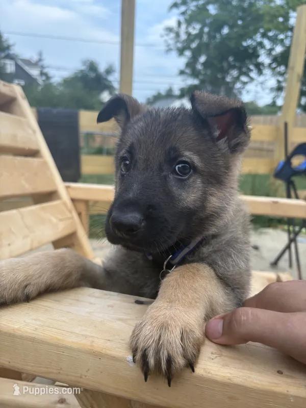 Ody – German Shepherd Dog puppy for sale in Columbus, OH