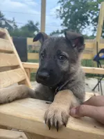 Ody, a male German Shepherd Dog for sale in Columbus, OH – 1 of 5