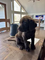 Spike - AKC- Chocolate Labrador , a male Labrador Retriever for sale in Dawsonville, GA – Photo 4 of 5