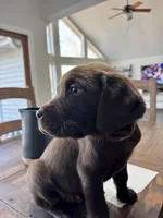 Spike - AKC- Chocolate Labrador , a male Labrador Retriever for sale in Dawsonville, GA – Photo 2 of 5