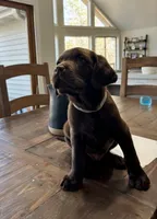 Spike - AKC- Chocolate Labrador , a male Labrador Retriever for sale in Dawsonville, GA – Photo 1 of 5