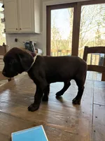 Spike - AKC- Chocolate Labrador , a male Labrador Retriever for sale in Dawsonville, GA – Photo 5 of 5