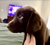 Scout - AKC chocolate lab , a male Labrador Retriever for sale in Dawsonville, GA – Photo 2 of 3
