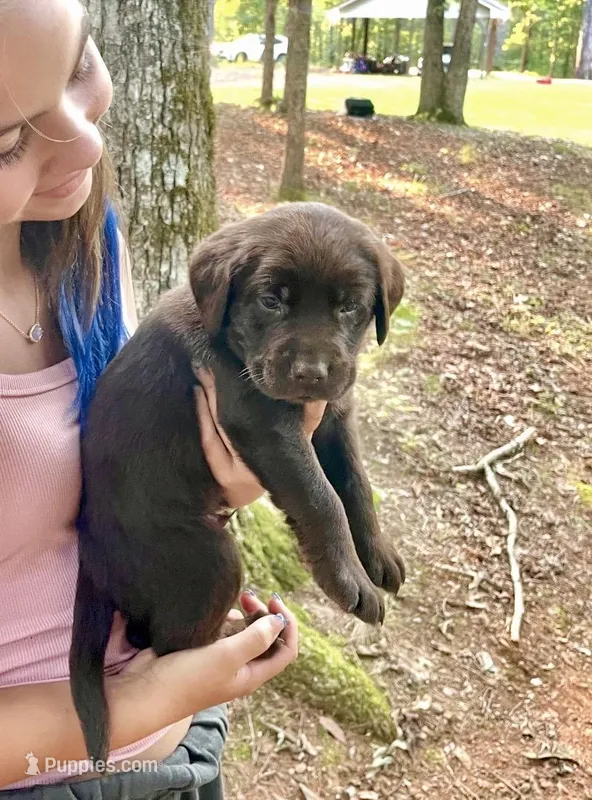 Scout - AKC chocolate lab  – Labrador Retriever puppy for sale in Dawsonville, GA