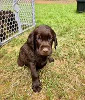 Scout - AKC chocolate lab , a male Labrador Retriever for sale in Dawsonville, GA – Photo 3 of 3