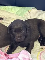 Scout , a female Labrador Retriever for sale in Dawsonville, GA – Photo 2 of 4