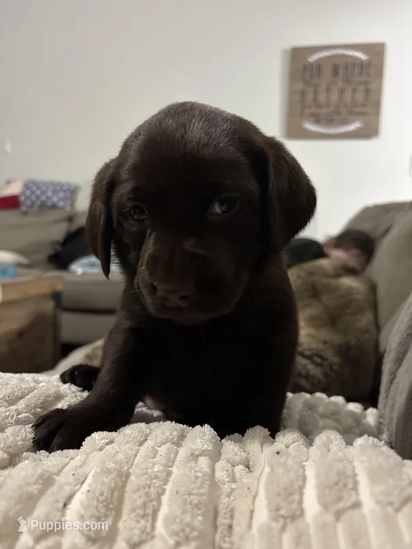 Max , a male Labrador Retriever for sale in Dawsonville, GA – Photo 1 of 5