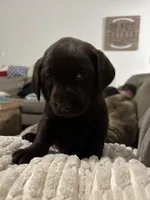 Max , a male Labrador Retriever for sale in Dawsonville, GA – Photo 1 of 5