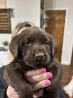 Max , a male Labrador Retriever for sale in Dawsonville, GA – Photo 4 of 5