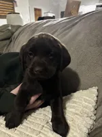 Max , a male Labrador Retriever for sale in Dawsonville, GA – Photo 3 of 5