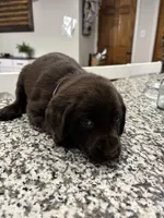 Max , a male Labrador Retriever for sale in Dawsonville, GA – Photo 5 of 5