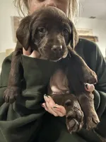 Max , a male Labrador Retriever for sale in Dawsonville, GA – Photo 2 of 5