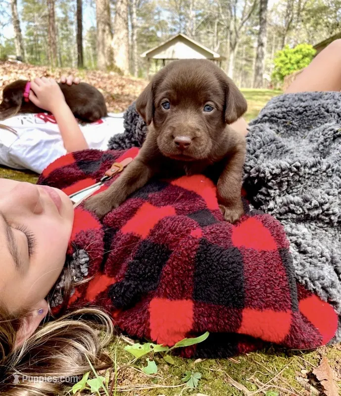 Hershey - AKC chocolate lab , a female Labrador Retriever for sale in Dawsonville, GA – Photo 1 of 3