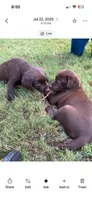 AKC Chocolate Lab Puppy  | Champion Bloodlines | Ready March 16, a female Labrador Retriever for sale in Dawsonville, GA – Photo 4 of 6