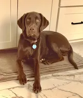 AKC Chocolate Lab Puppy  | Champion Bloodlines | Ready March 16, a female Labrador Retriever for sale in Dawsonville, GA – Photo 5 of 6