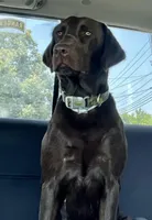 AKC Chocolate Lab Puppy  | Champion Bloodlines | Ready March 16, a female Labrador Retriever for sale in Dawsonville, GA – Photo 6 of 6