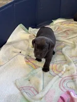 Maggie , a female Labrador Retriever for sale in Dawsonville, GA – Photo 2 of 2