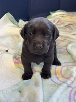 Maggie , a female Labrador Retriever for sale in Dawsonville, GA – Photo 1 of 2