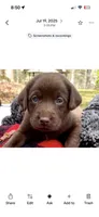 AKC Chocolate Lab Puppy  | Champion Bloodlines | Ready March 16, a female Labrador Retriever for sale in Dawsonville, GA – Photo 3 of 6