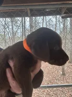 Dolly—- AKC Chocolate Lab Puppy | Champion Bloodlines | Ready March 20, a female Labrador Retriever for sale in Dawsonville, GA – Photo 2 of 6